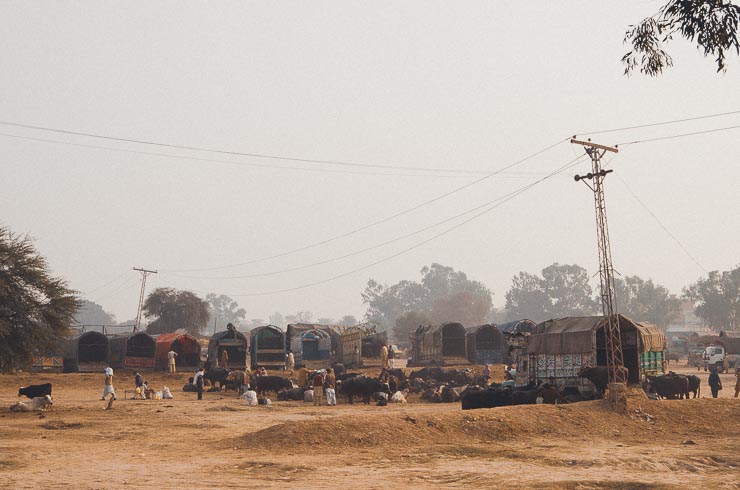 30. Jan: i pakistan har man "små" og "store" gedemarkeder. Det lille er med geder og får mens det store er med køer og okser. Dette var det store og jeg skulle absolut lige forbi for at se nærmere.